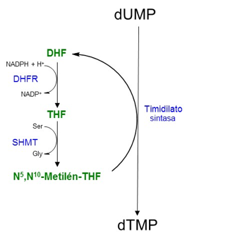 dihidrofolato reductasa (DHFR) y se metila por la enzima serina hidroximetil transferasa(SHMT)