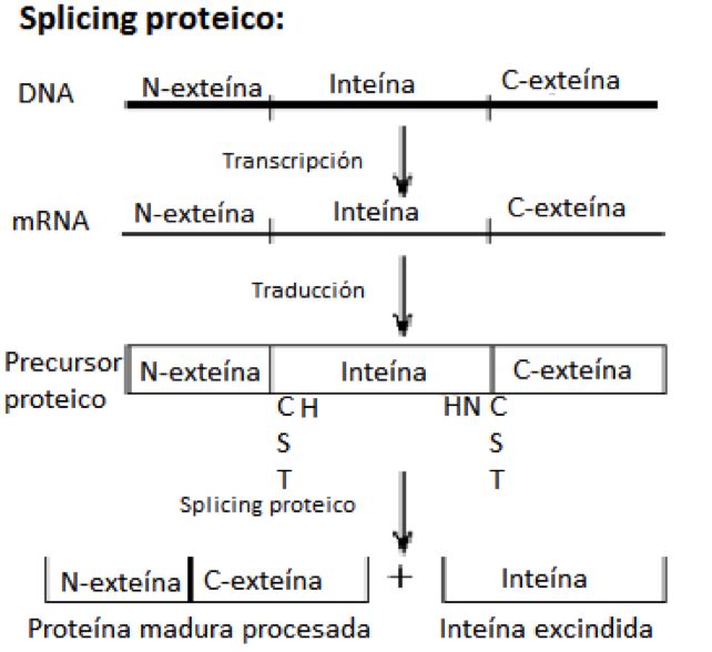 Esquema del empalme o <i>splicing</i> proteico