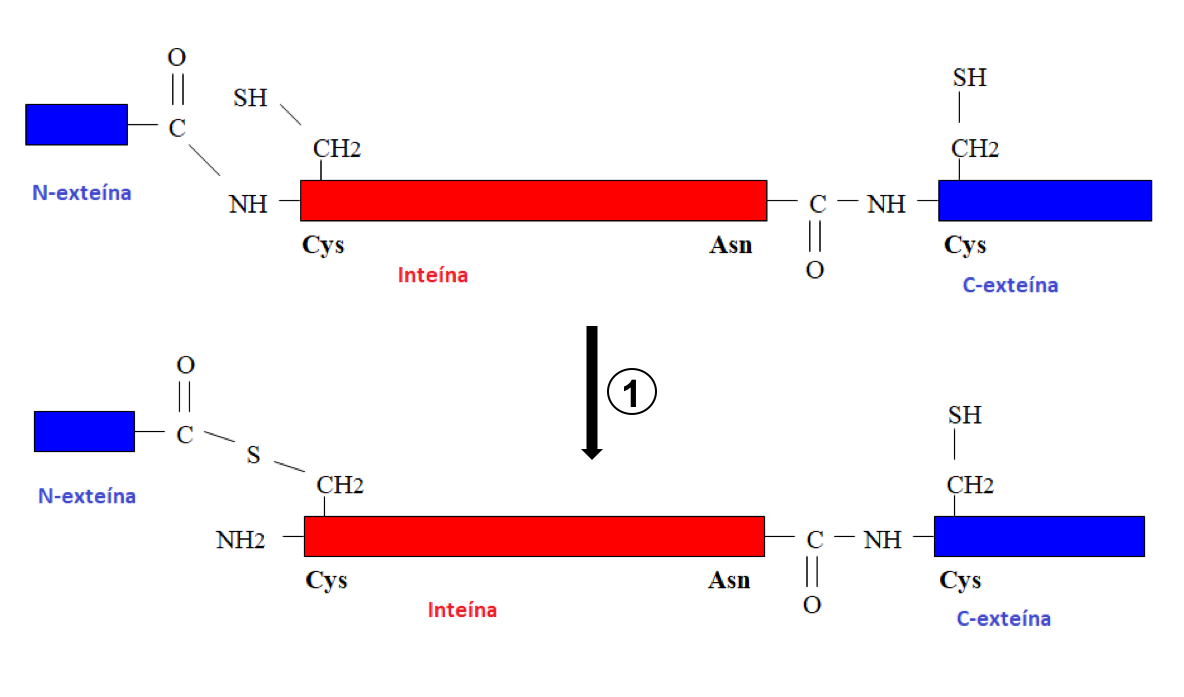 Primer paso del mecanismo de <i>autosplicing</i>: formación de un intermediario tioéster.