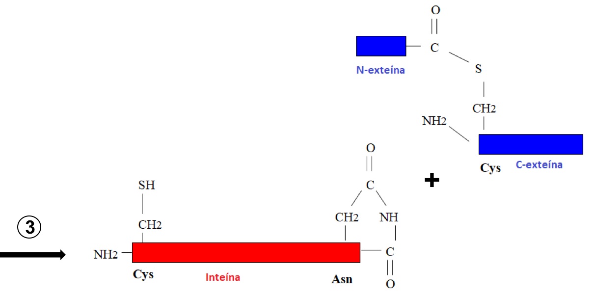 Tercer paso del mecanismo de <i>autosplicing</i>: ciclación de Asn y excisión de exteínas.