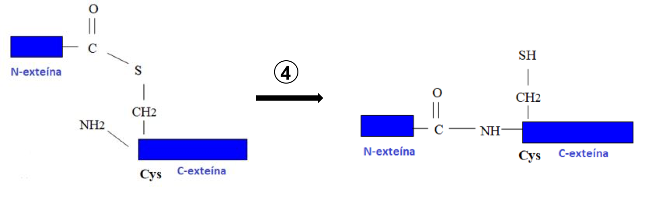 Cuarto paso del mecanismo de <i>autosplicing</i>: formación del enlace peptídico entre las dos exteínas.