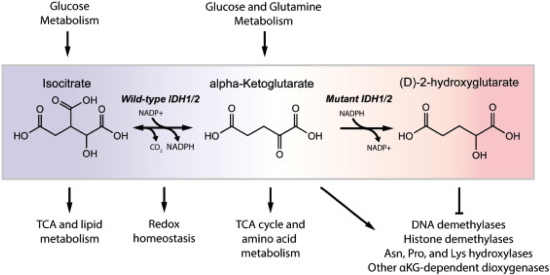 La producción de 2-HG altera el metabolismo y facilita la transformación tumoral